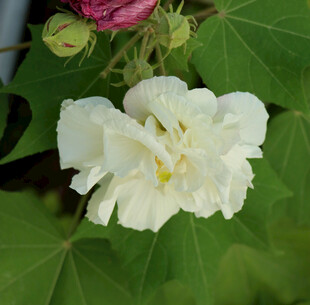 白色木芙蓉花