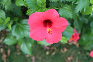 扶桑花