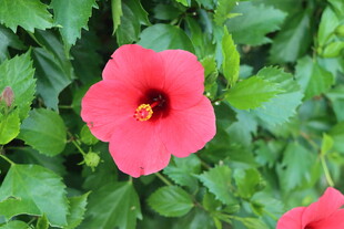 扶桑花