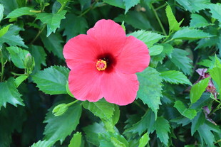 扶桑花