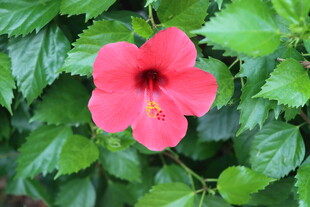 扶桑花