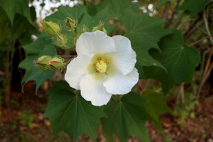 白色木芙蓉花