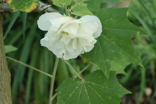 白色木芙蓉花