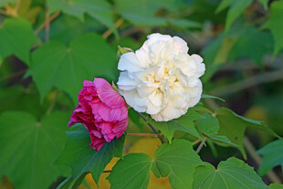 白色木芙蓉花