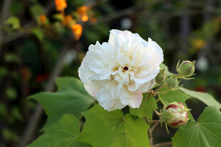 白色木芙蓉花