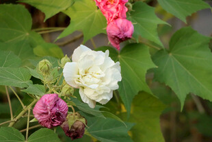 白色木芙蓉花