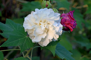 白色木芙蓉花