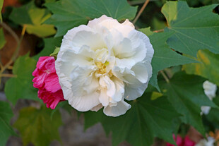 白色木芙蓉花