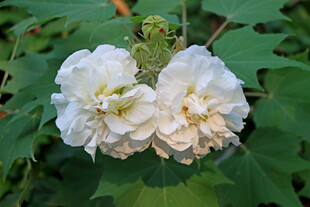 白色木芙蓉花