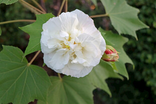 白色木芙蓉花