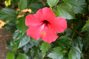 扶桑花