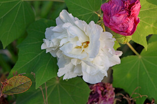 白色木芙蓉花