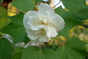 白色木芙蓉花