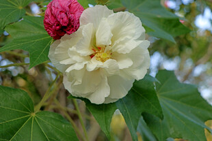 木芙蓉