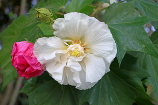 白色木芙蓉花