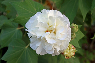 白色木芙蓉花