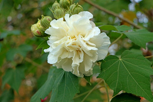白色木芙蓉花