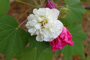 白色木芙蓉花