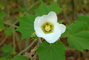 白色木芙蓉花