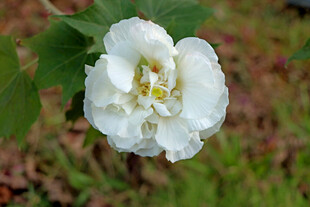 白色木芙蓉花