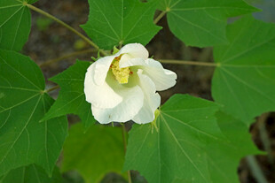 白色木芙蓉花