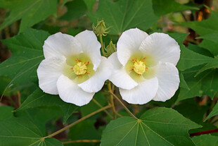 白色木芙蓉花