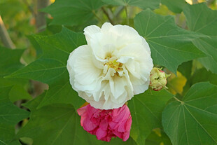 白色木芙蓉花
