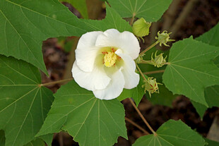 白色木芙蓉花