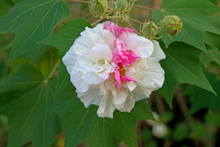 白色木芙蓉花
