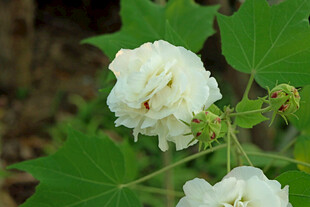 白色木芙蓉花