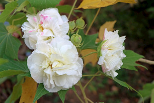 白色木芙蓉花