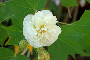 白色木芙蓉花
