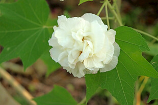 白色木芙蓉花