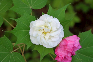 白色木芙蓉花
