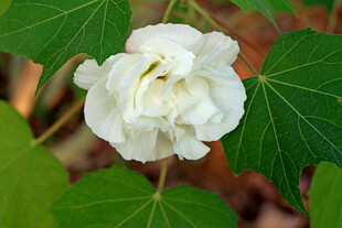白色木芙蓉花