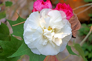 白色木芙蓉花