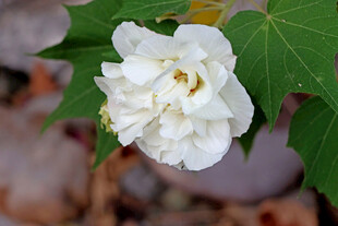 白色木芙蓉花