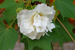 白色木芙蓉花