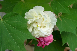 白色木芙蓉花