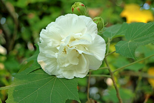 白色木芙蓉花