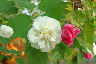 白色木芙蓉花