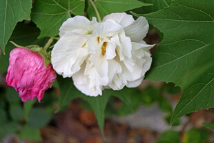 白色木芙蓉花