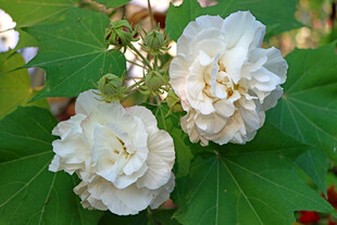 白色木芙蓉花