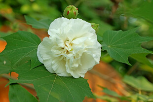 白色木芙蓉花