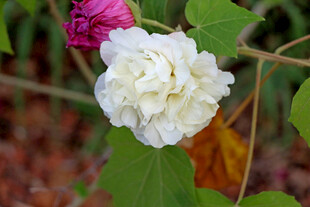 白色木芙蓉花