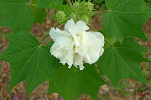 白色木芙蓉花