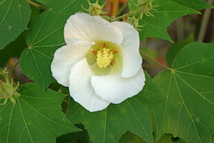白色木芙蓉花