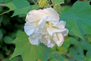 白色木芙蓉花