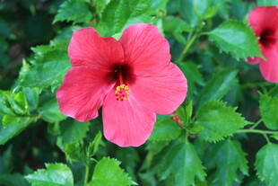 扶桑花