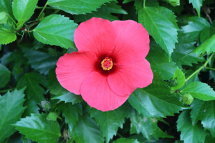 扶桑花
